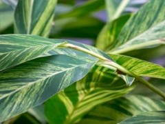 (萬年青客廳擺放風水禁忌)萬年青可以放在客廳嗎 萬年青在客廳擺放位置