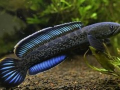 (發財魚怎么養)發財魚養幾條風水好 家里養發財魚一般養幾條